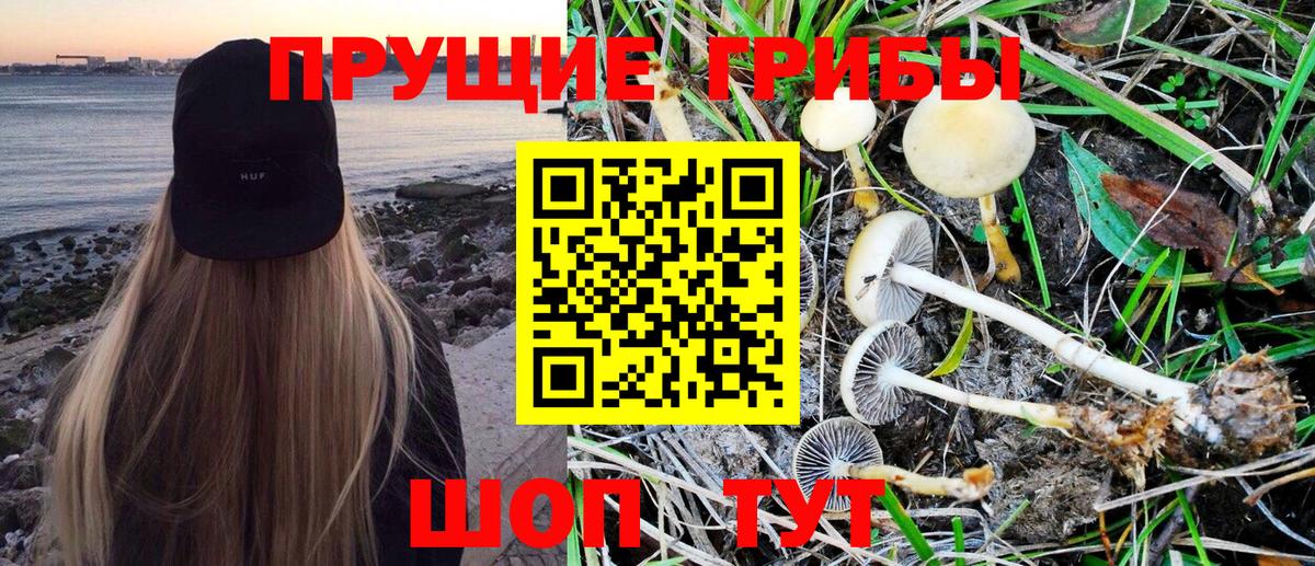 Галлюциногенные грибы Psilocybine cubensis Мурино